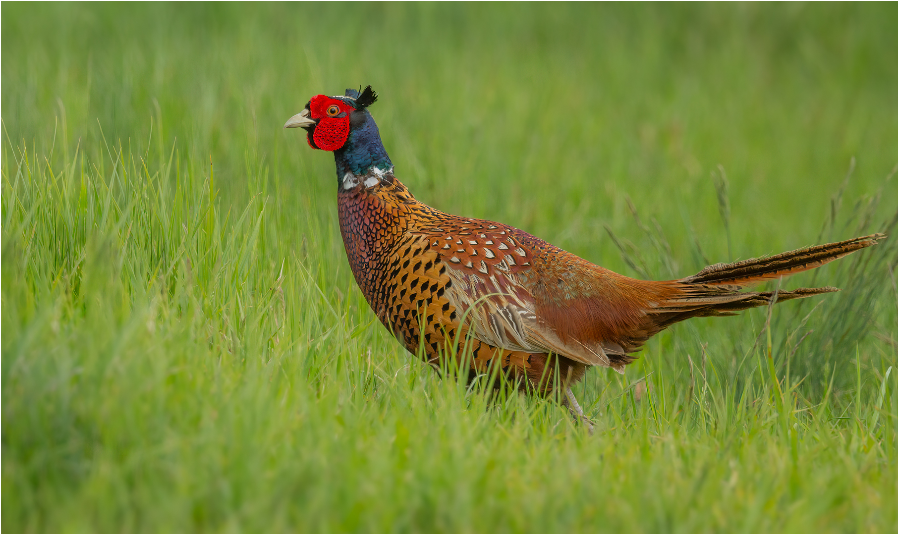 Jagdfasan Foto &amp; Bild | natur, vogel, tiere Bilder auf fotocommunity