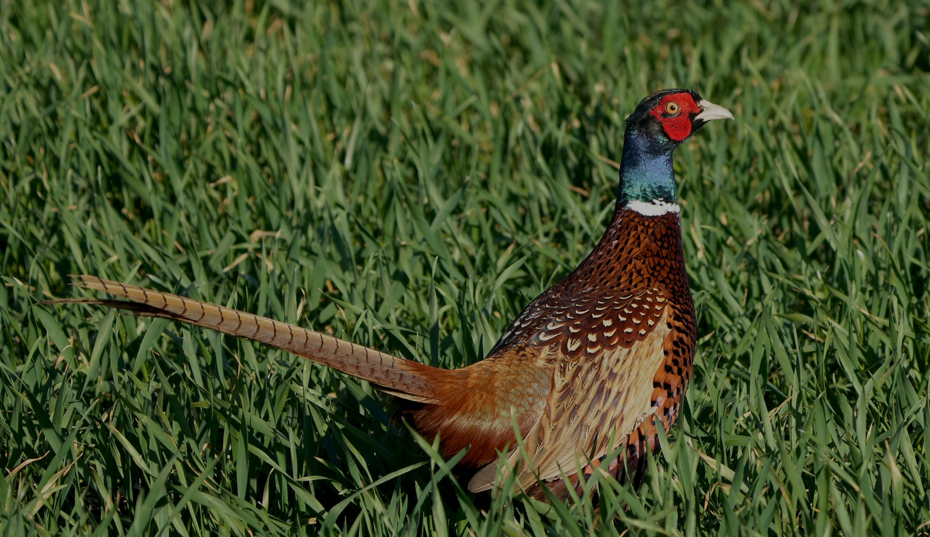 Jagdfasan. Foto &amp; Bild | tiere, wildlife, wild lebende vögel Bilder auf ...