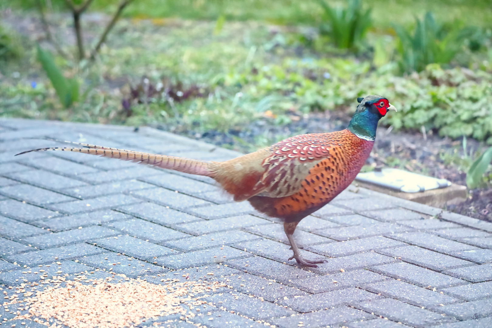 Jagdfasan auf unserer Terrasse