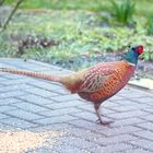 Jagdfasan auf unserer Terrasse