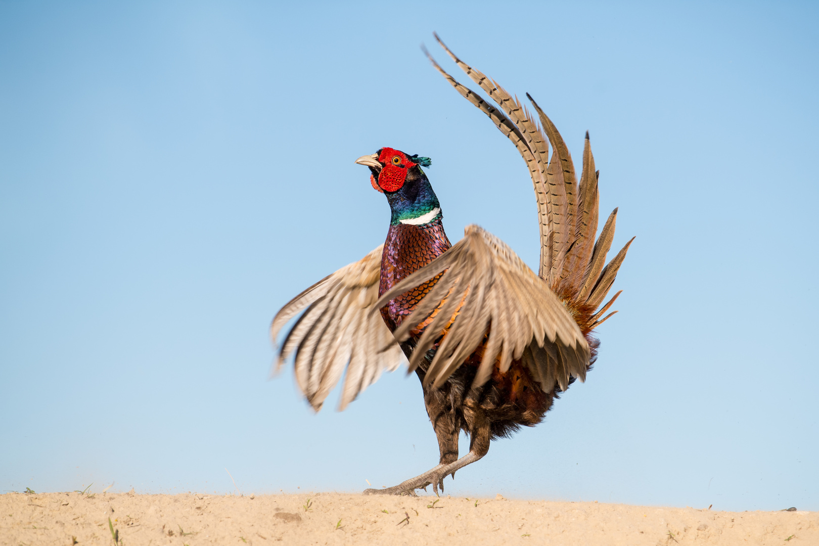 Jagdfasan beim Balzen  (Phasianus colchicus)