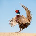 Jagdfasan beim Balzen  (Phasianus colchicus)