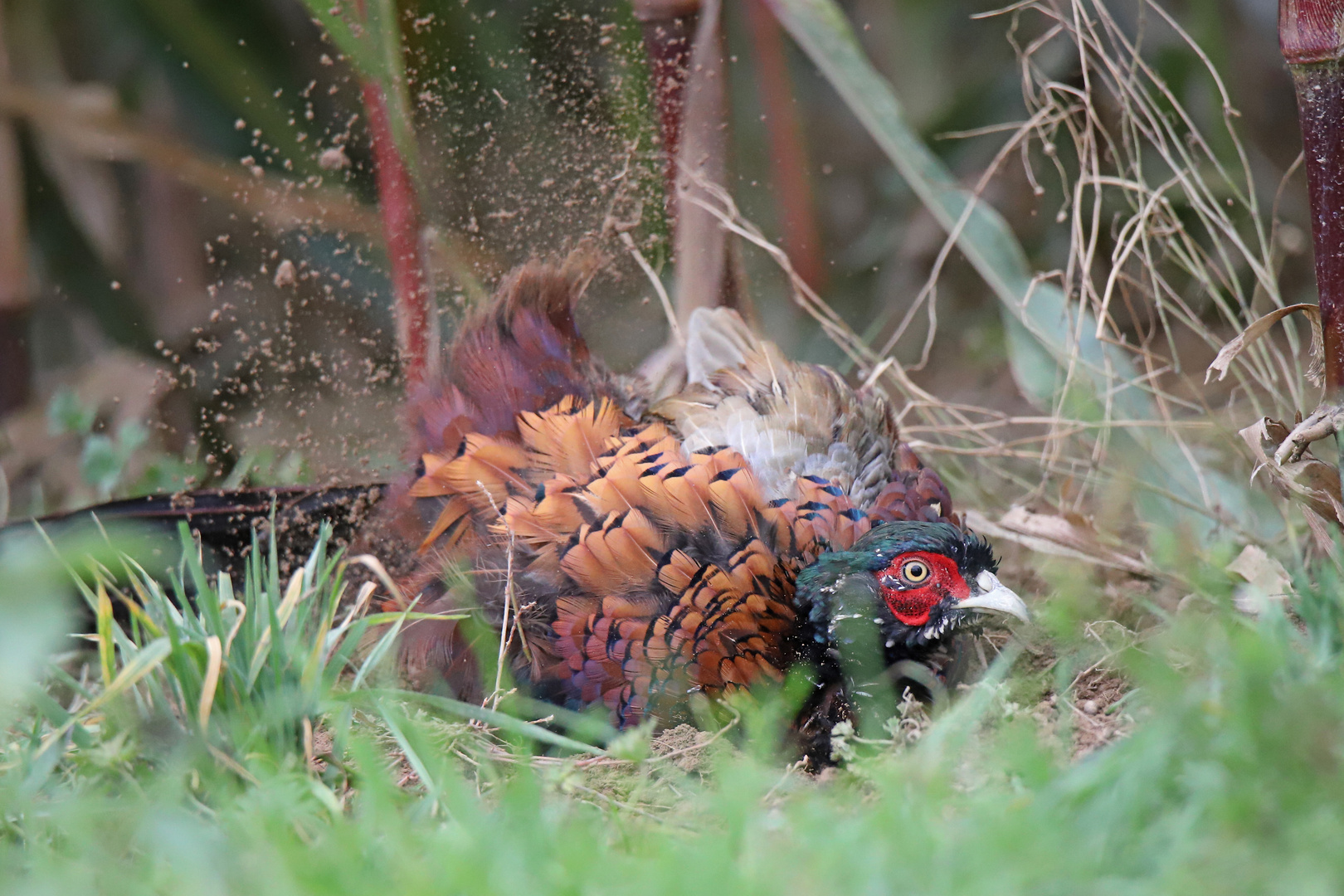 Jagdfasan beim Staubbad