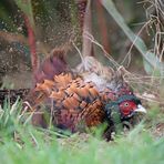 Jagdfasan beim Staubbad