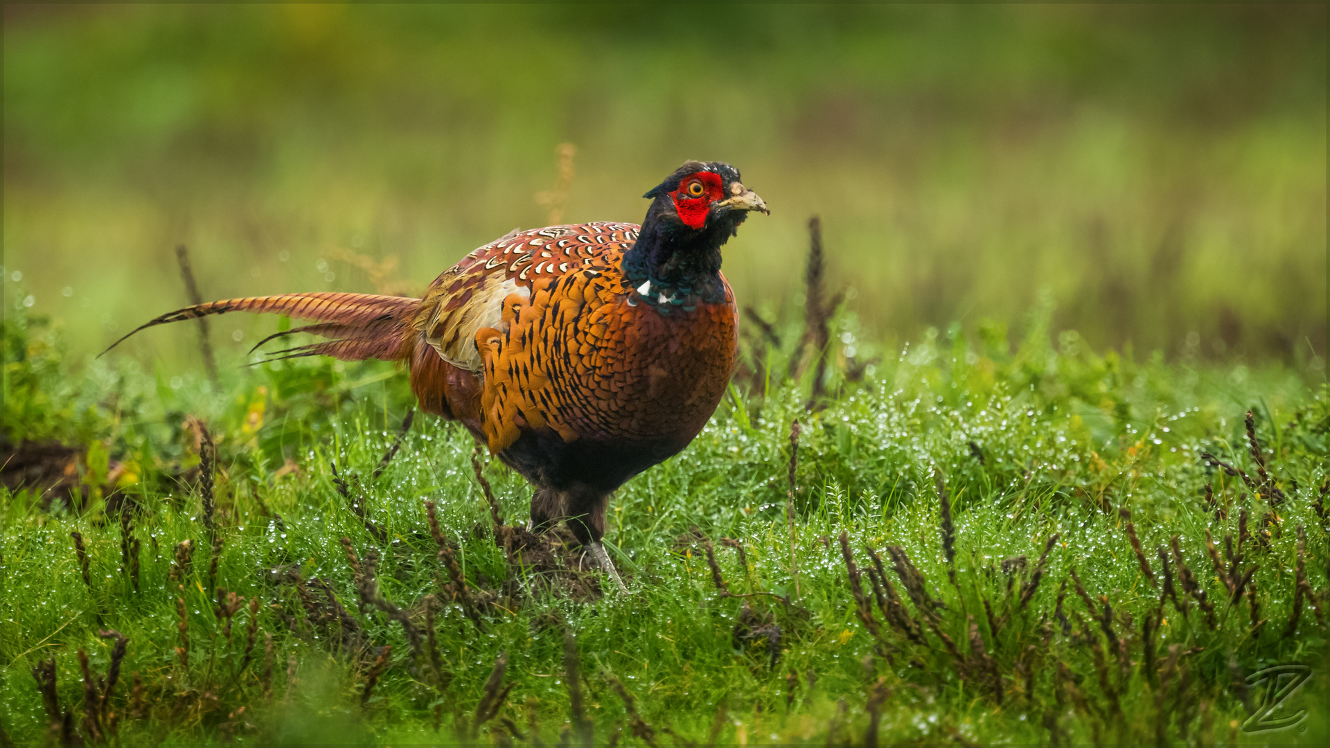 Jagdfasan (Common pheasant)