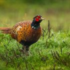 Jagdfasan (Common pheasant)