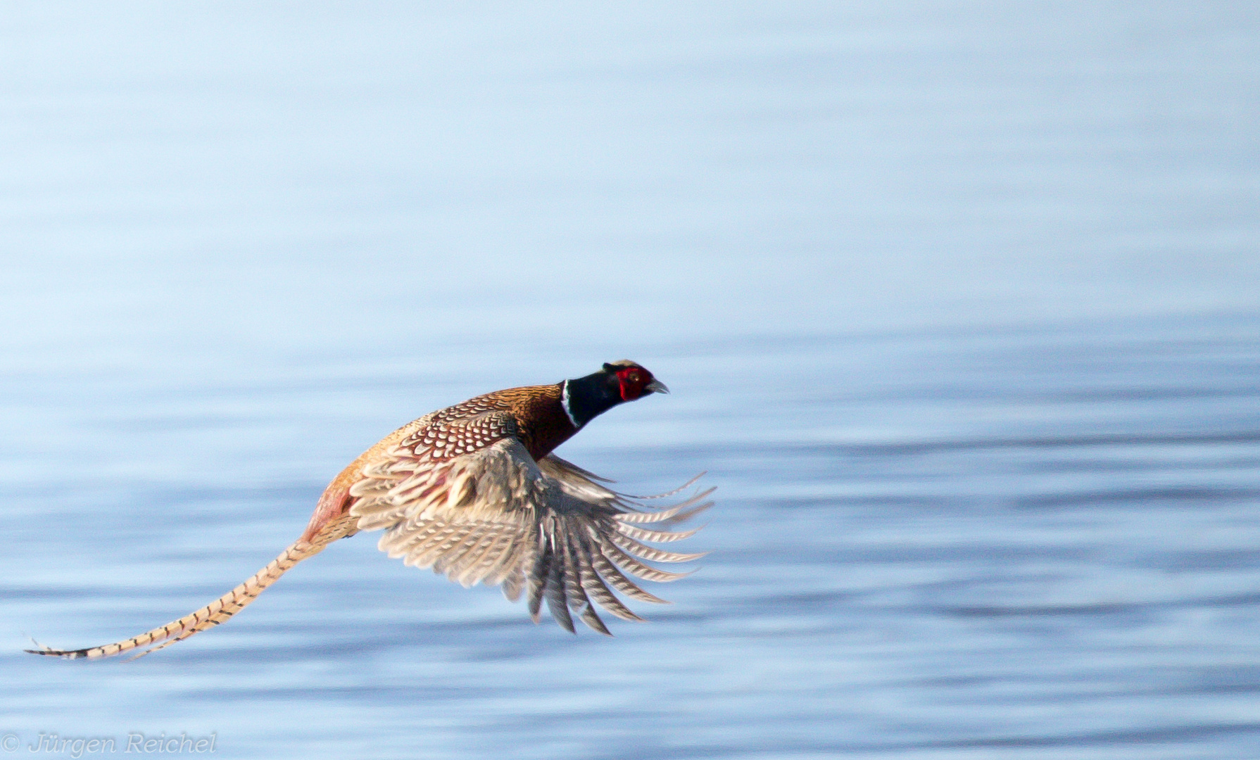 Jagdfasan fliegend 