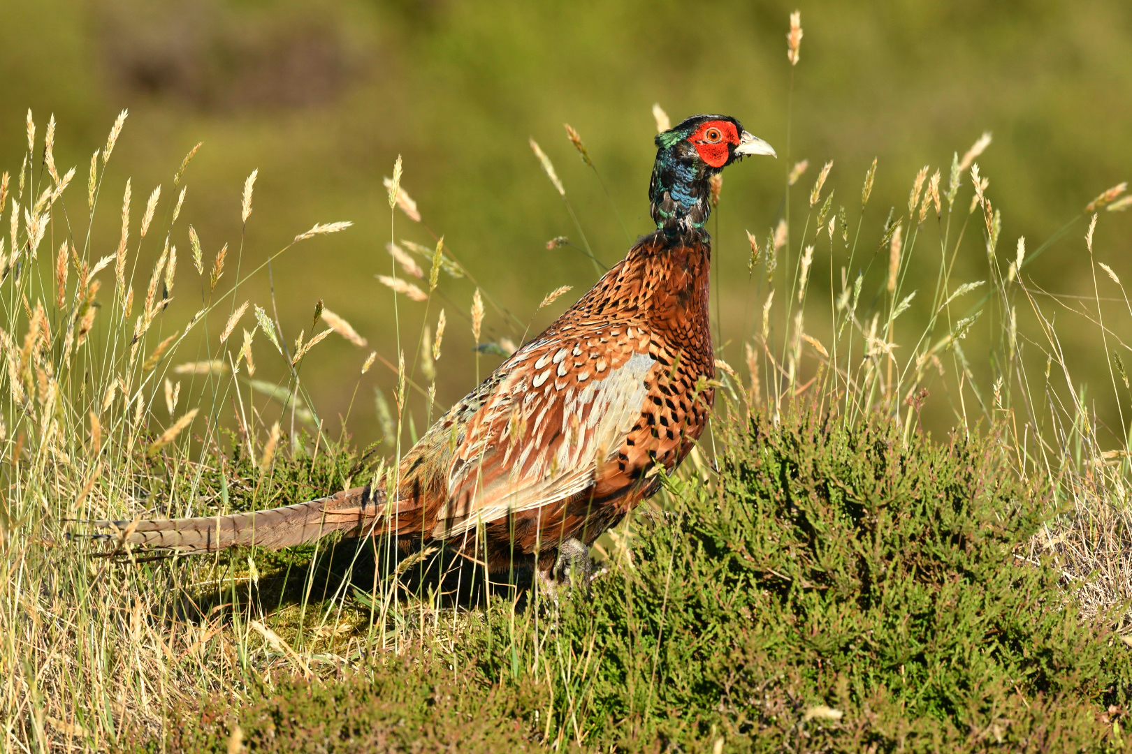 Jagdfasan Hahn