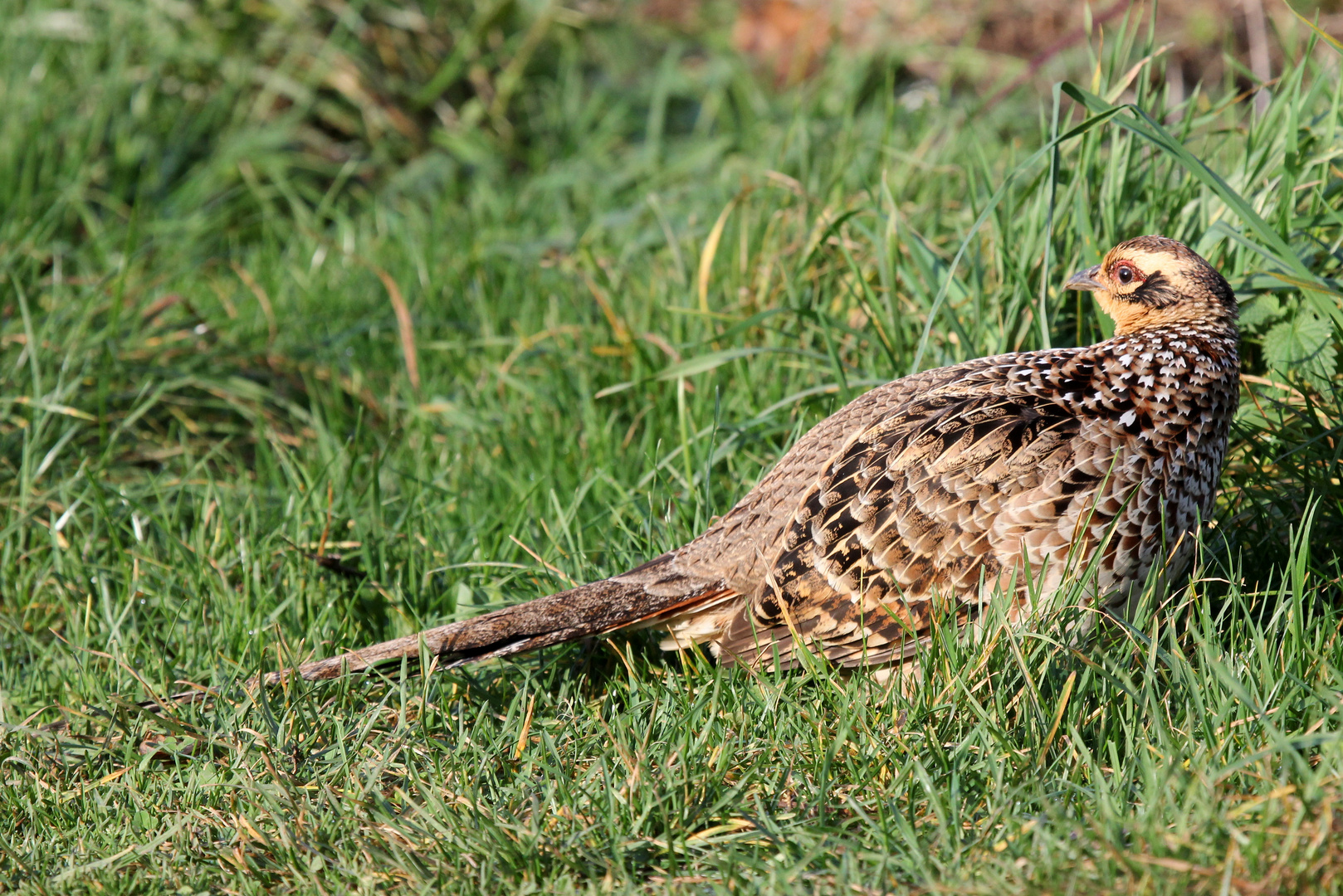 Jagdfasan Henne