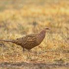 Jagdfasan Henne mit Regentropfen 