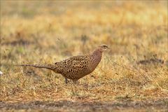 Jagdfasan Henne mit Regentropfen 