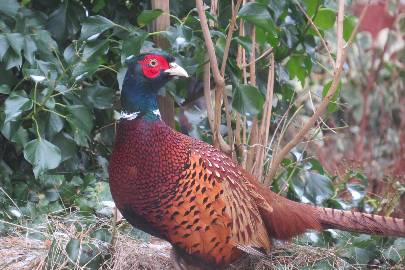 Jagdfasan im Garten