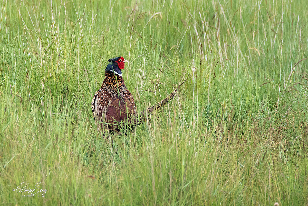 Jagdfasan im hohen Gras