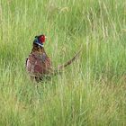 Jagdfasan im hohen Gras