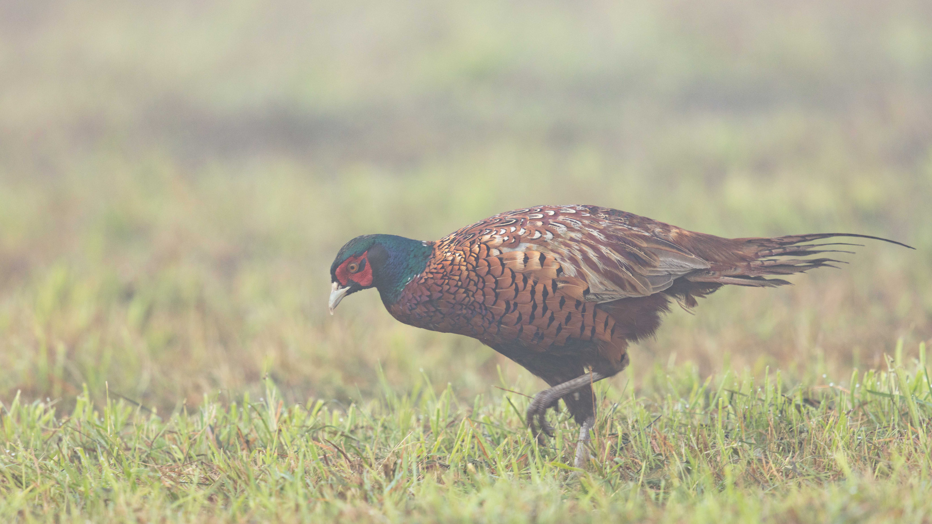 Jagdfasan im Morgennebel...