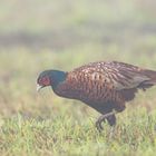 Jagdfasan im Morgennebel...