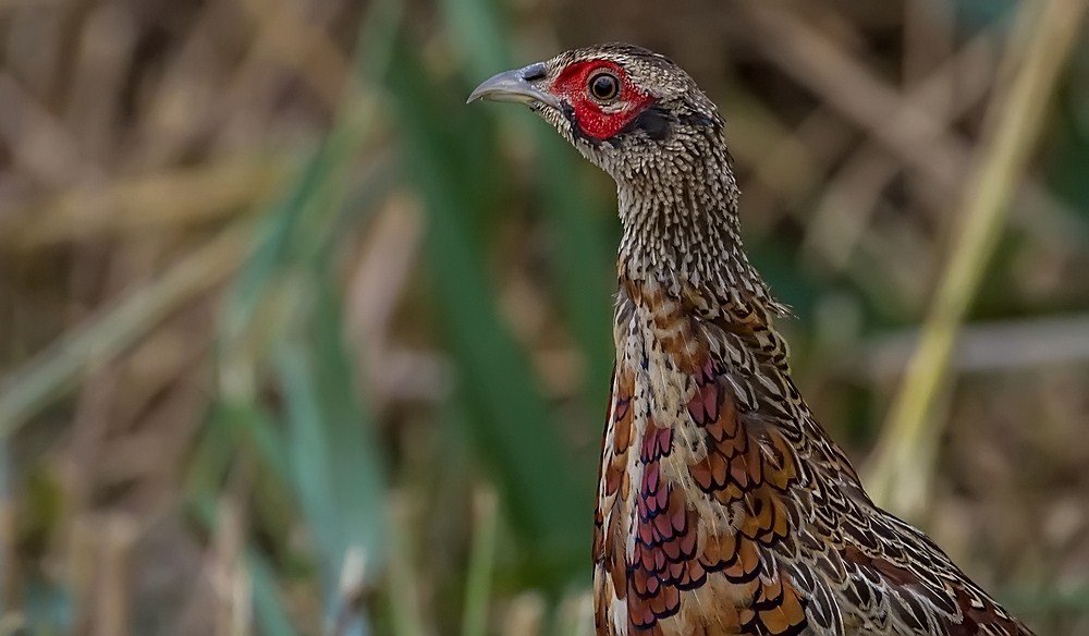 Jagdfasan im Profil