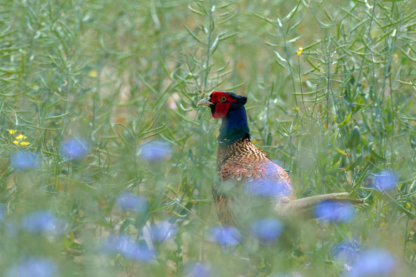  Jagdfasan im Raps mit Kornblumen