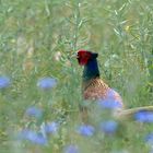  Jagdfasan im Raps mit Kornblumen