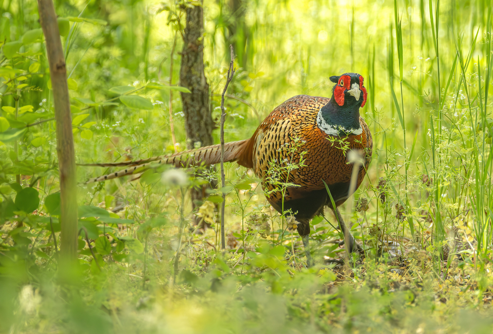 Jagdfasan im Zauberwald