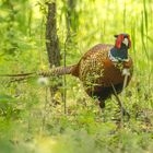 Jagdfasan im Zauberwald