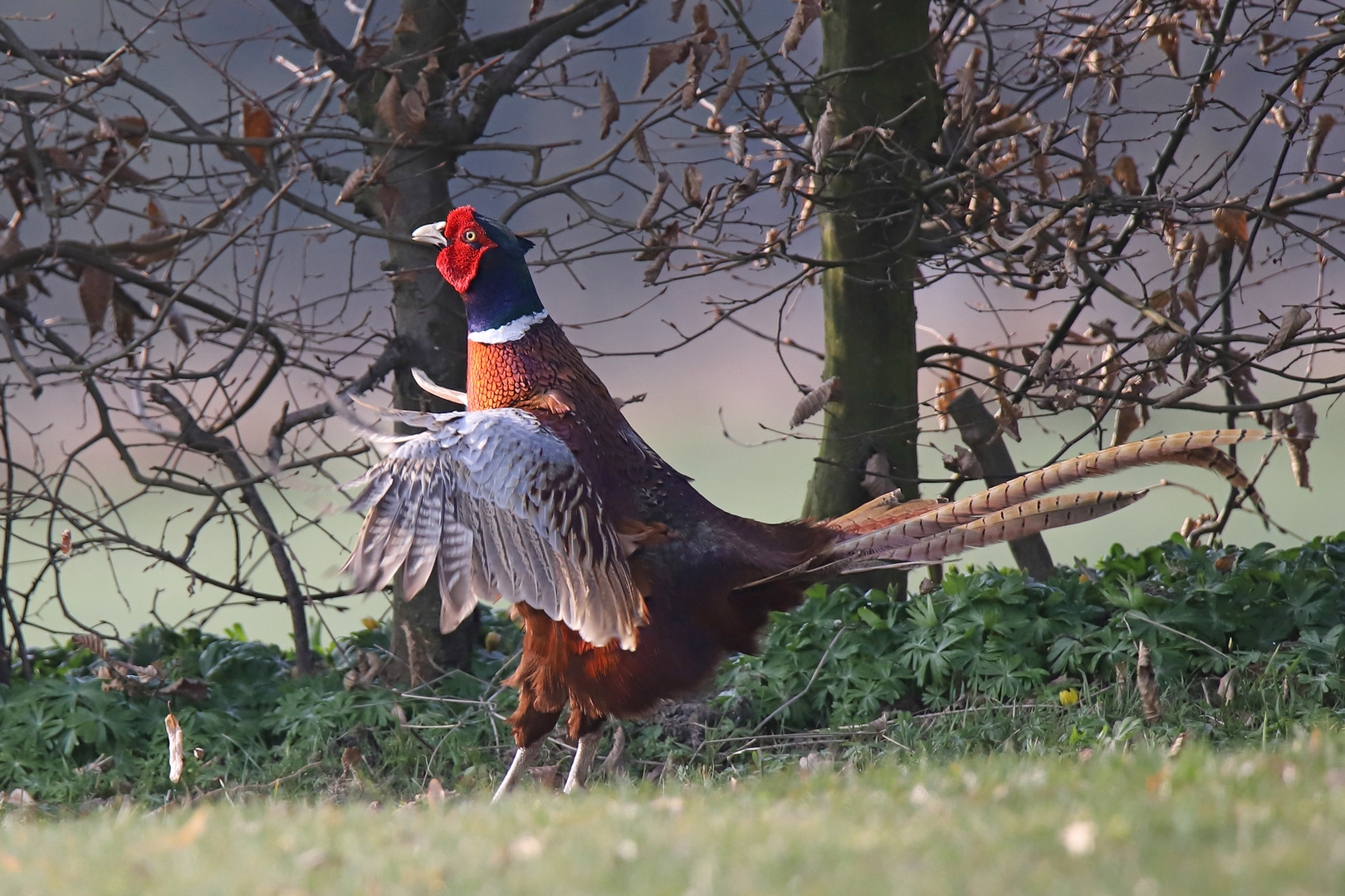 Jagdfasan Imponiergehabe