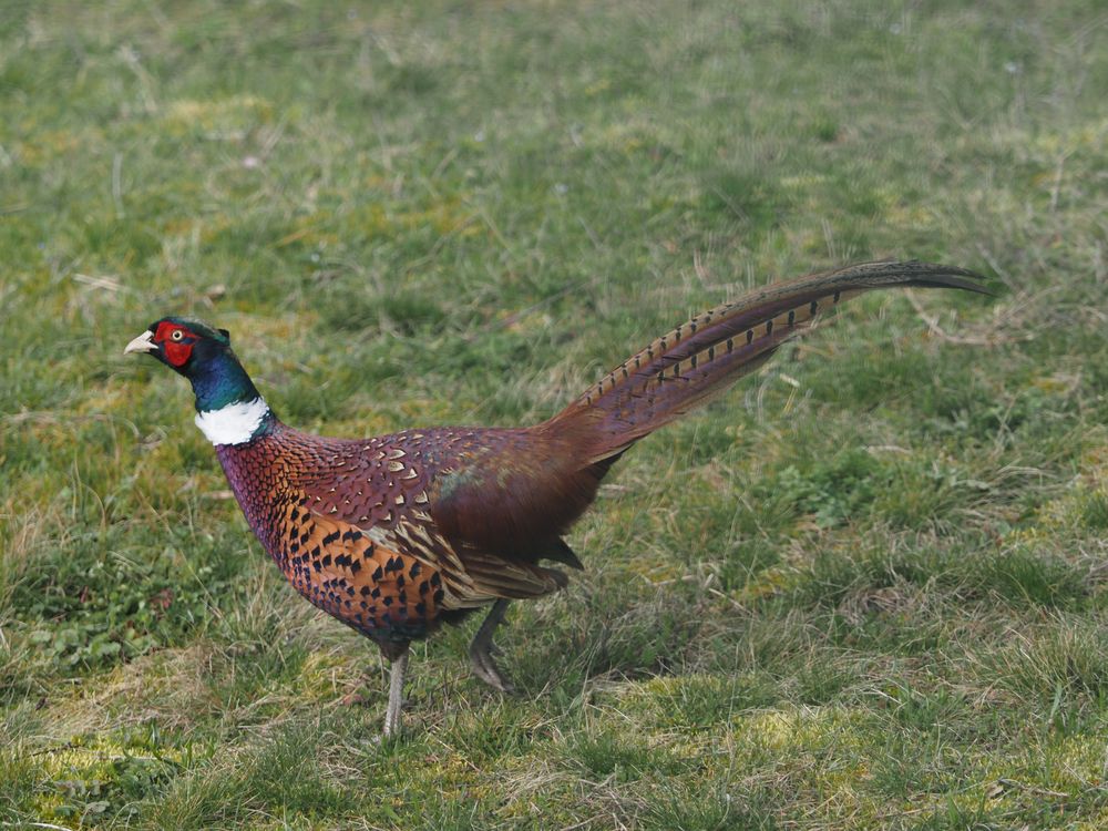 Jagdfasan in der Feldflur