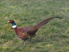 Jagdfasan in der Feldflur