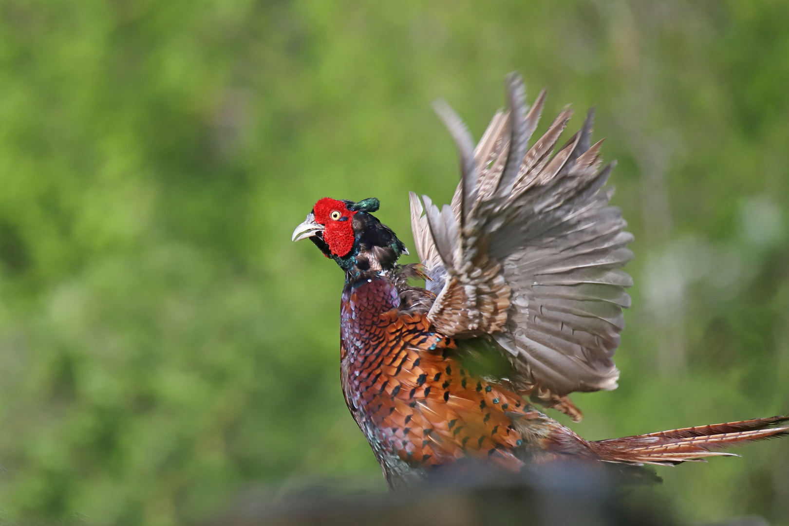 Jagdfasan in heller Aufregung