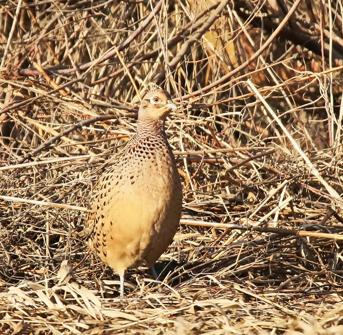 Jagdfasan nr.1