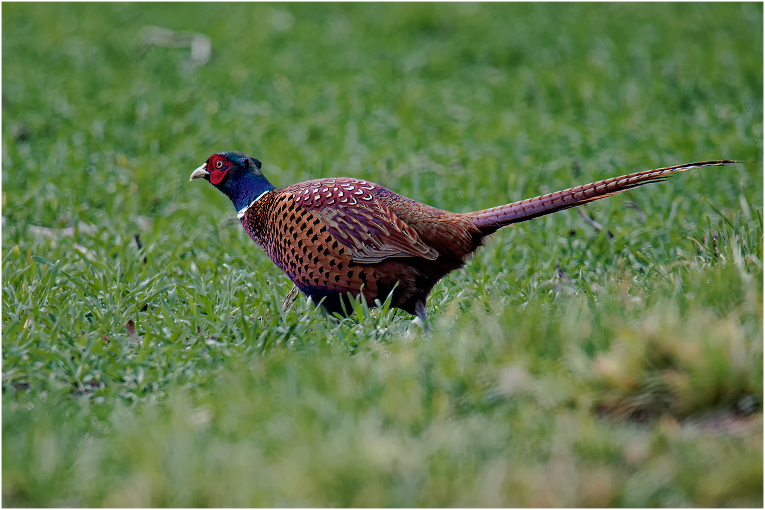 Jagdfasan (Phasianus colchicus)