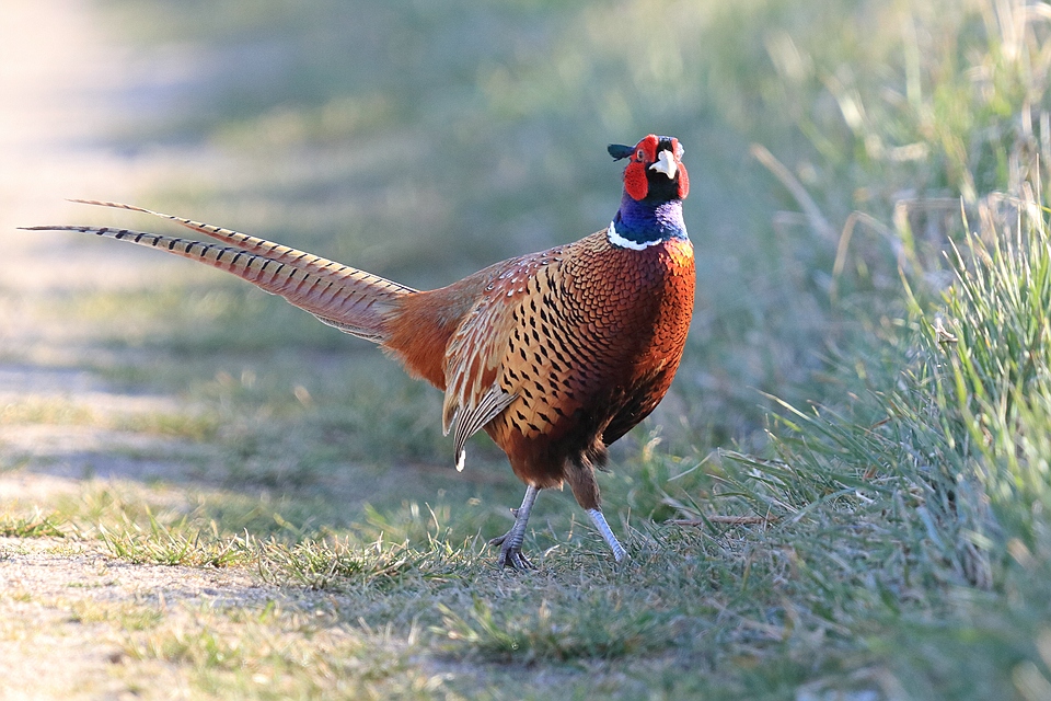 Jagdfasan - Phasianus colchicus