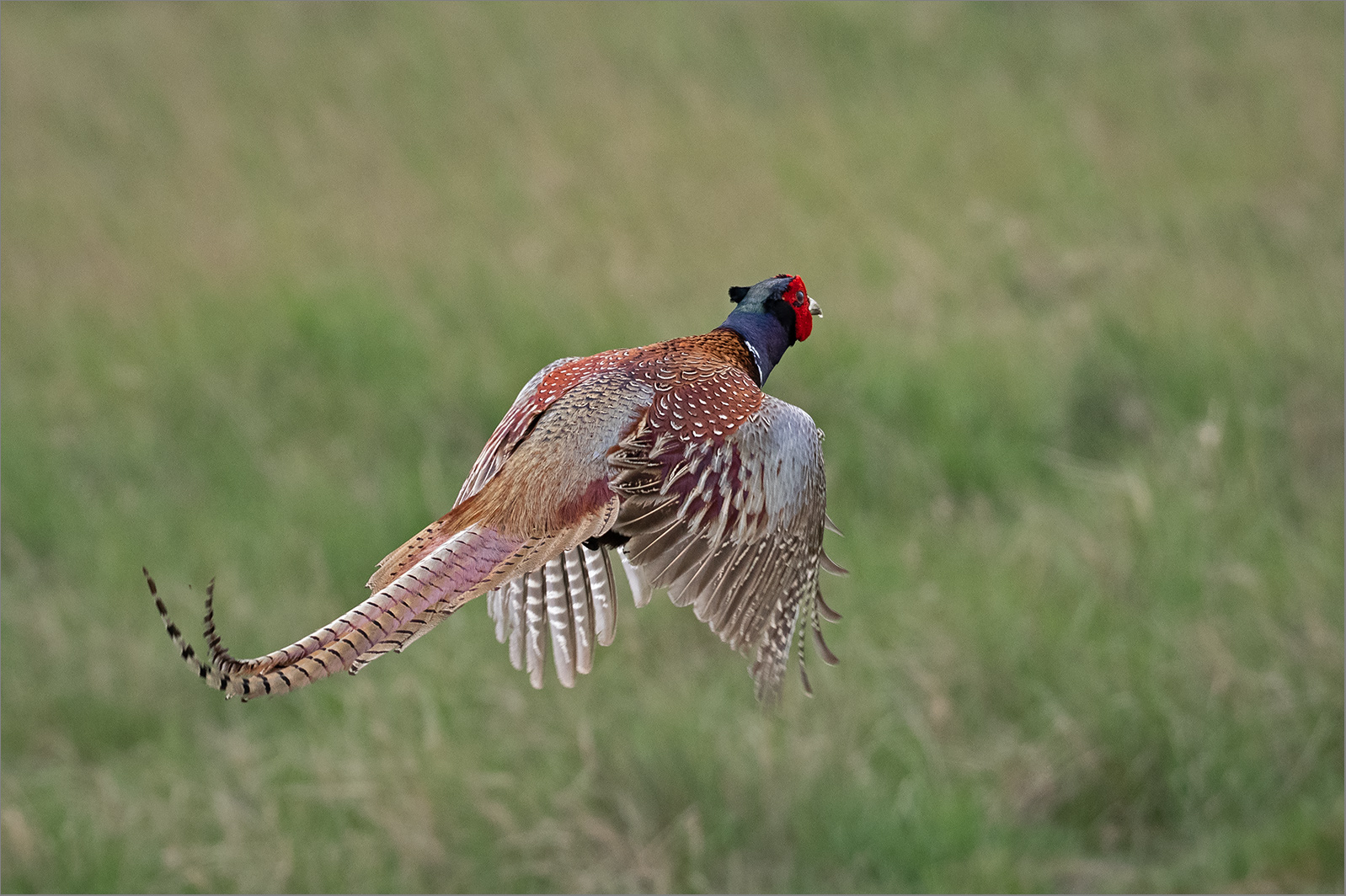 Jagdfasan  -  Phasianus colchicus