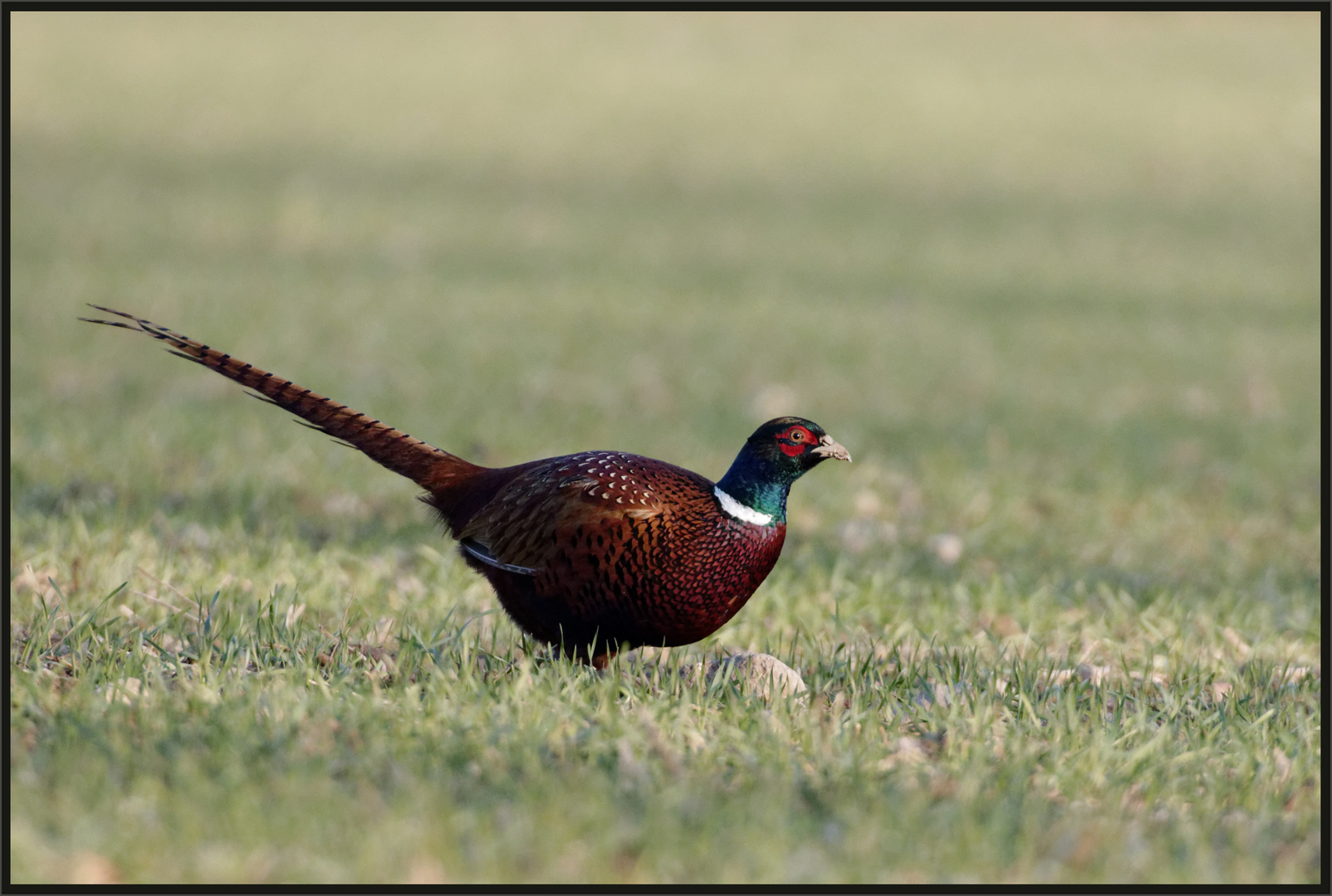 Jagdfasan (Phasianus colchicus)