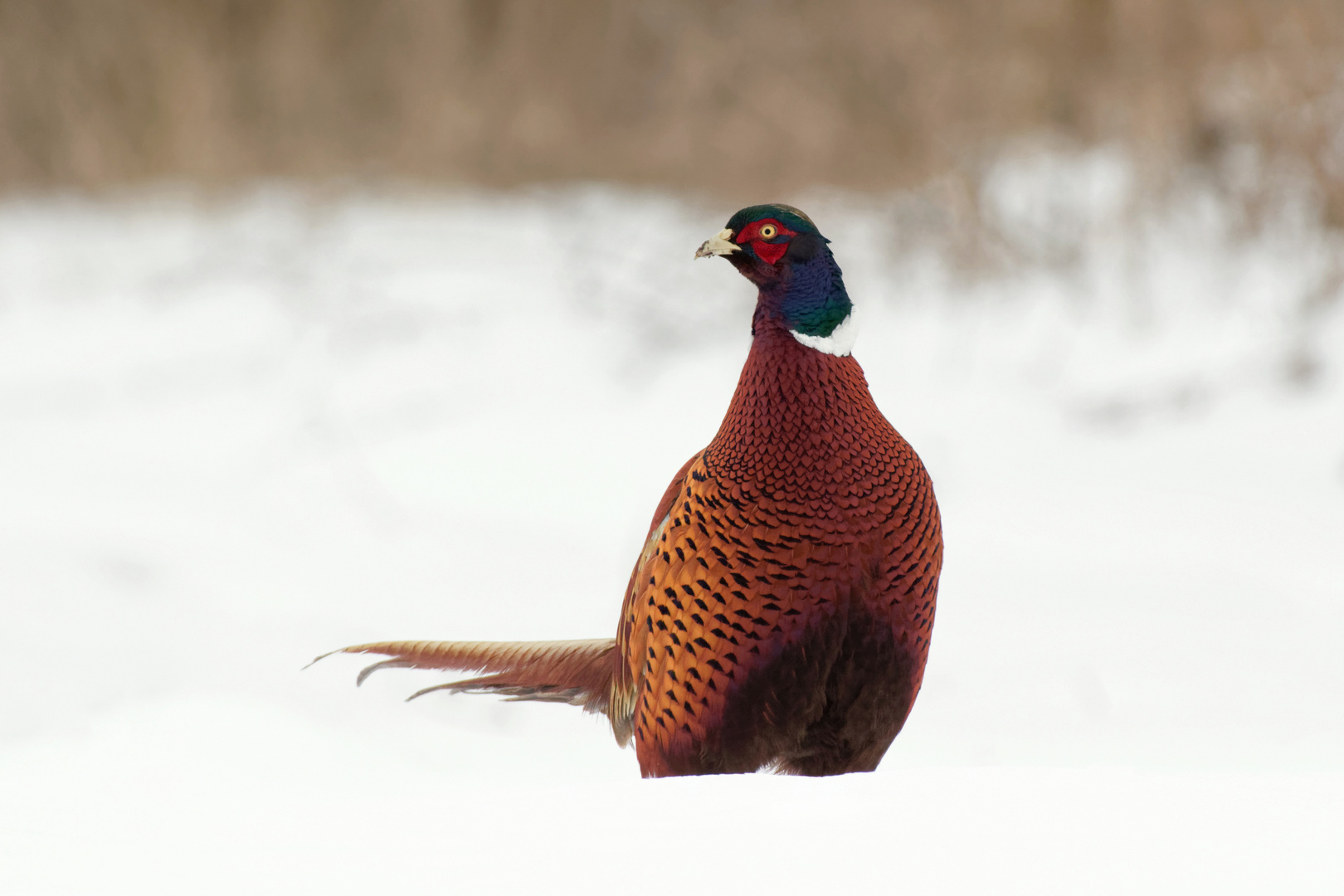 Jagdfasan - (Phasianus colchicus) auf Futtersuche