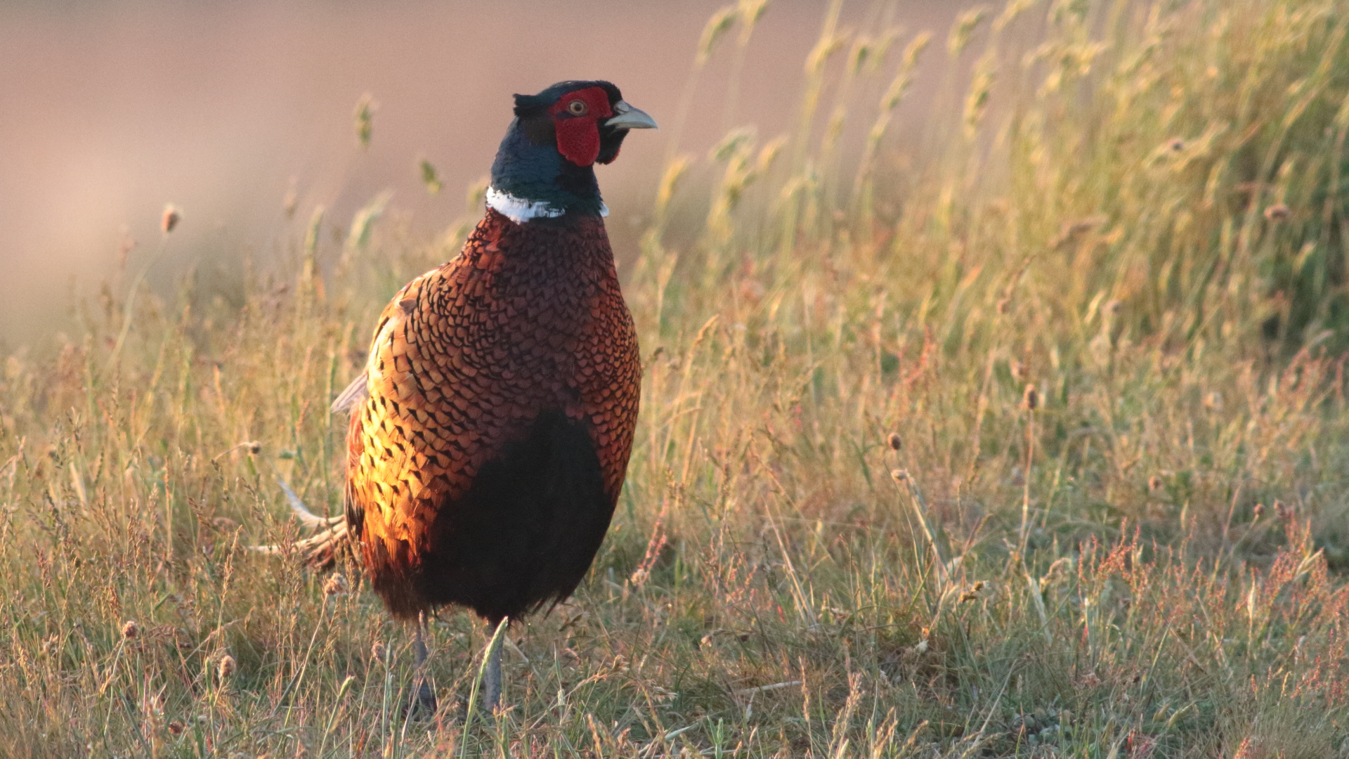 Jagdfasan (Phasianus colchicus) in der Morgensonne