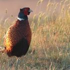 Jagdfasan (Phasianus colchicus) in der Morgensonne