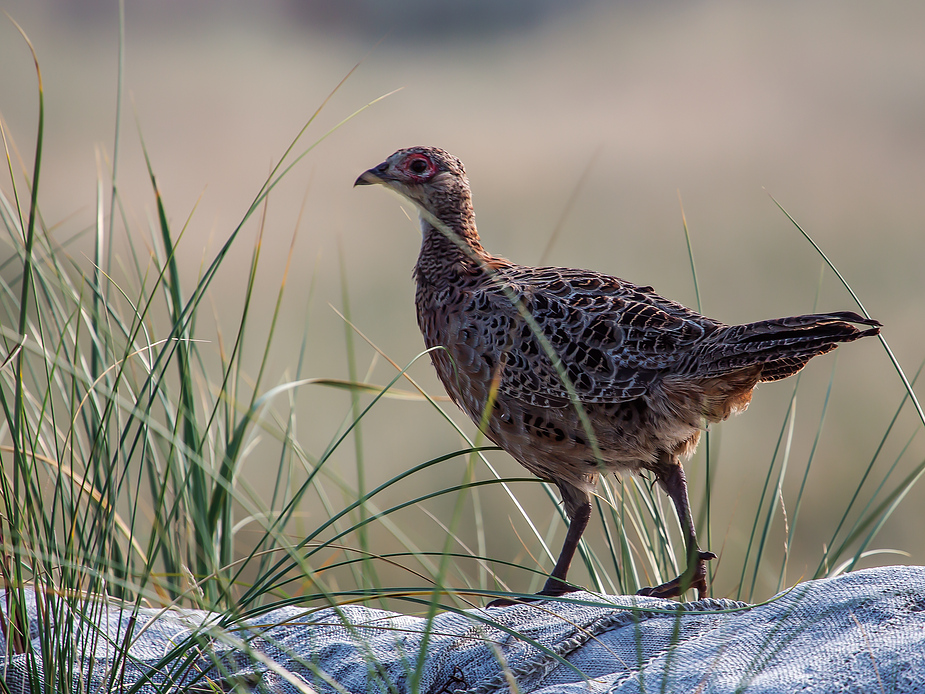 Jagdfasan weibchen