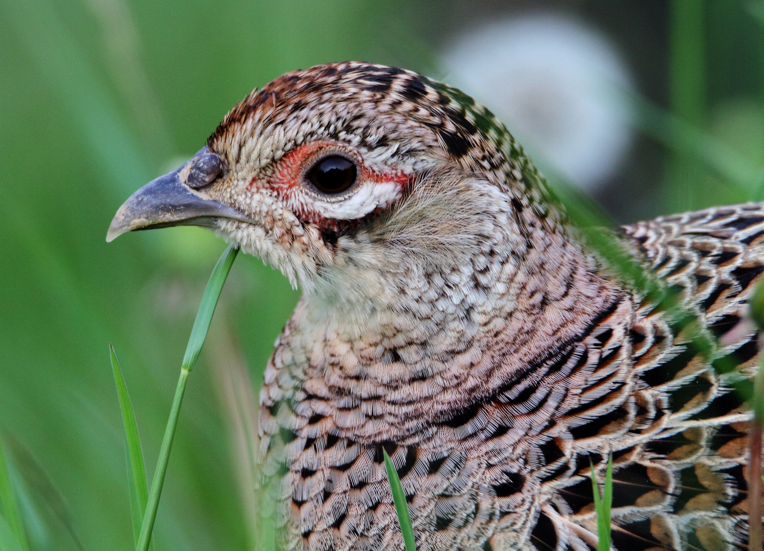 Jagdfasan, weiblich, abgeduckt  