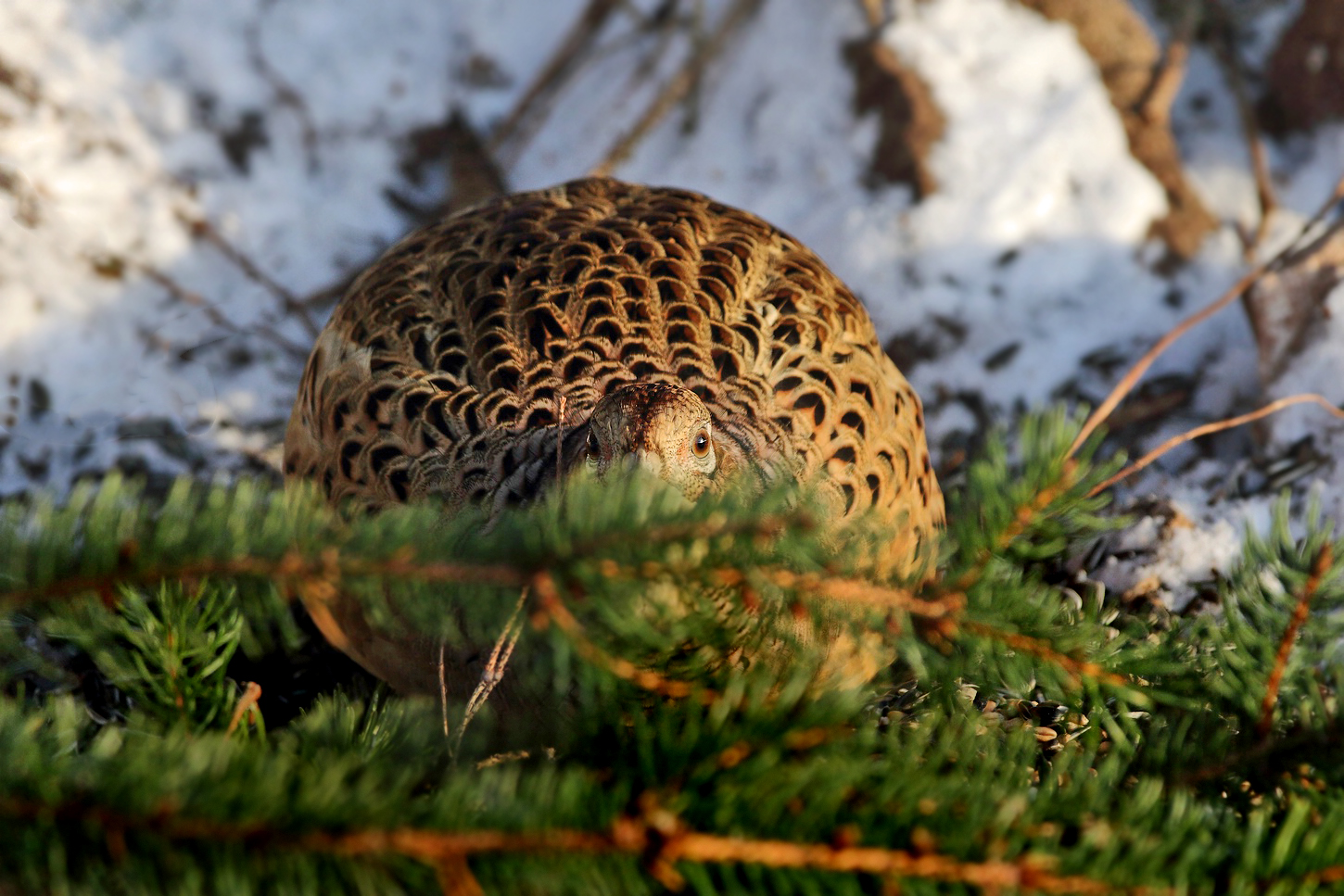 Jagdfasan, weiblich