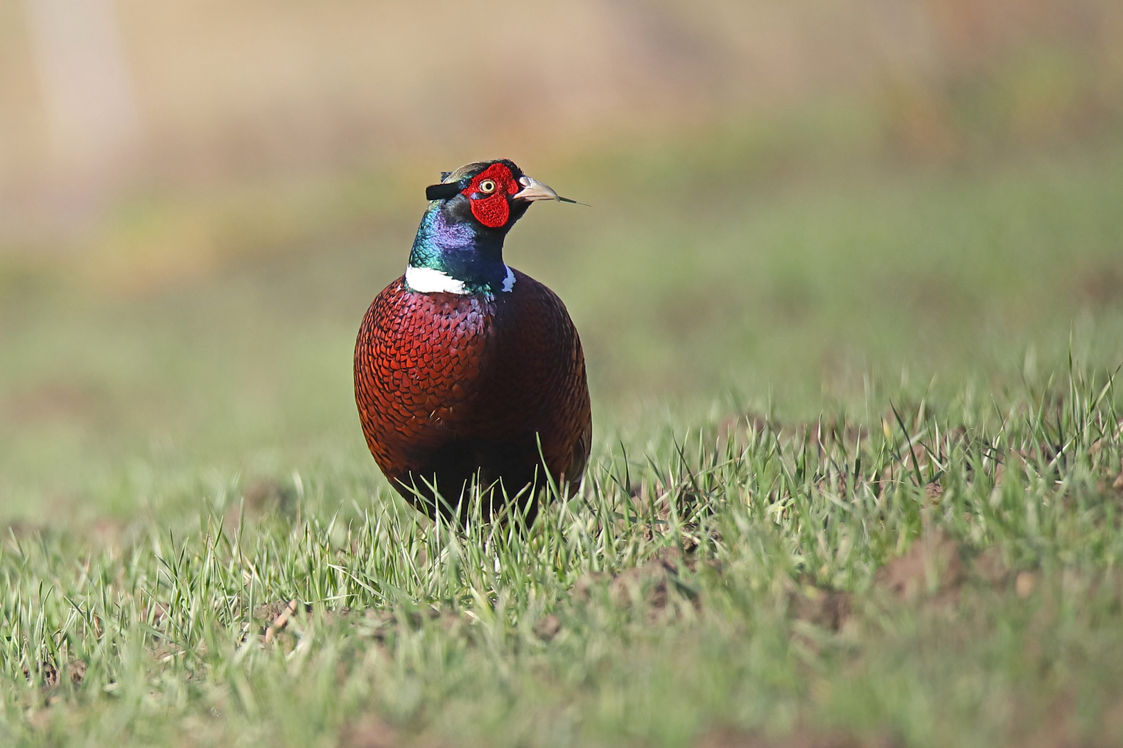 Jagdfasan wieder im Revier