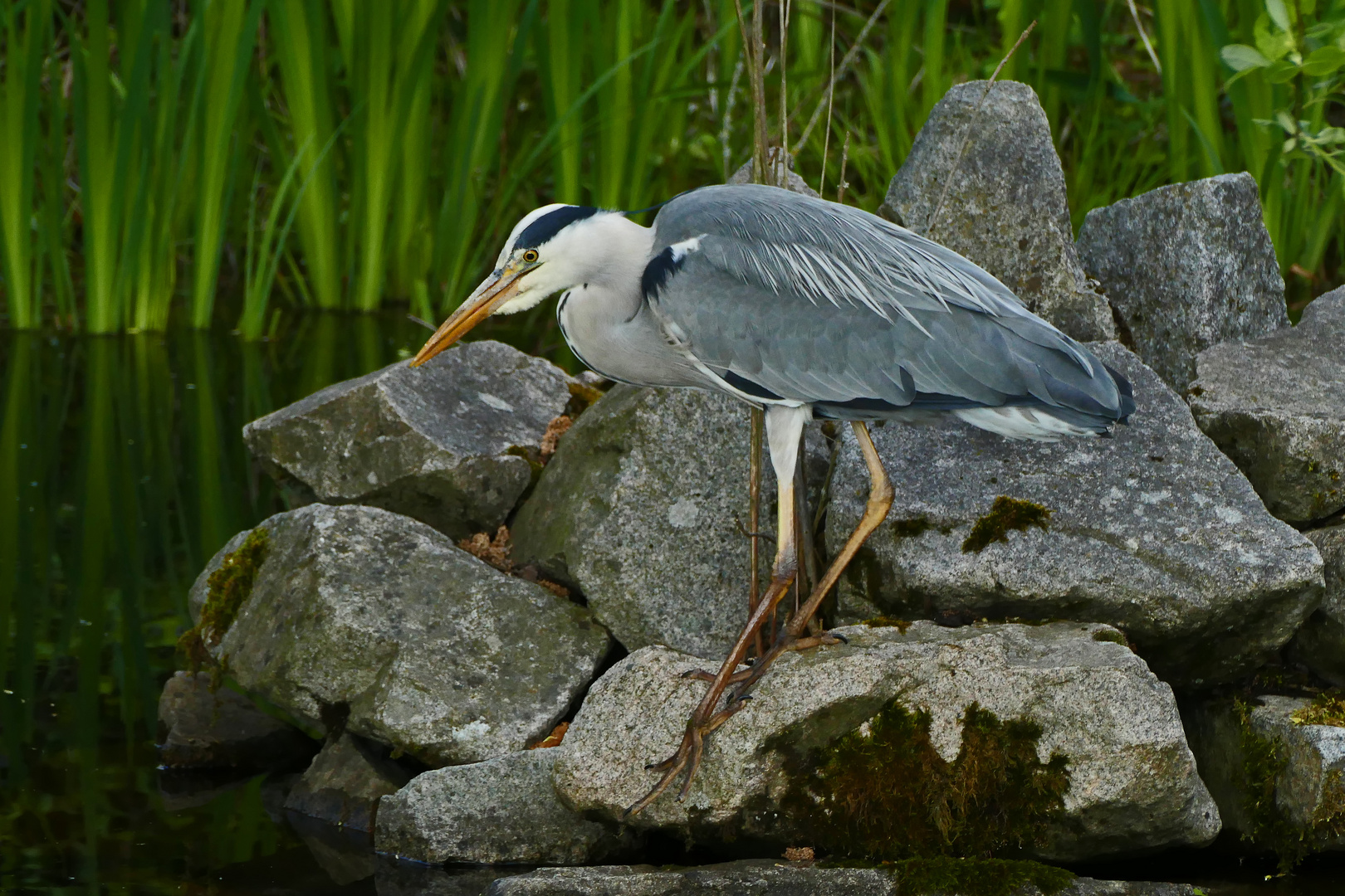 Jagdfieber