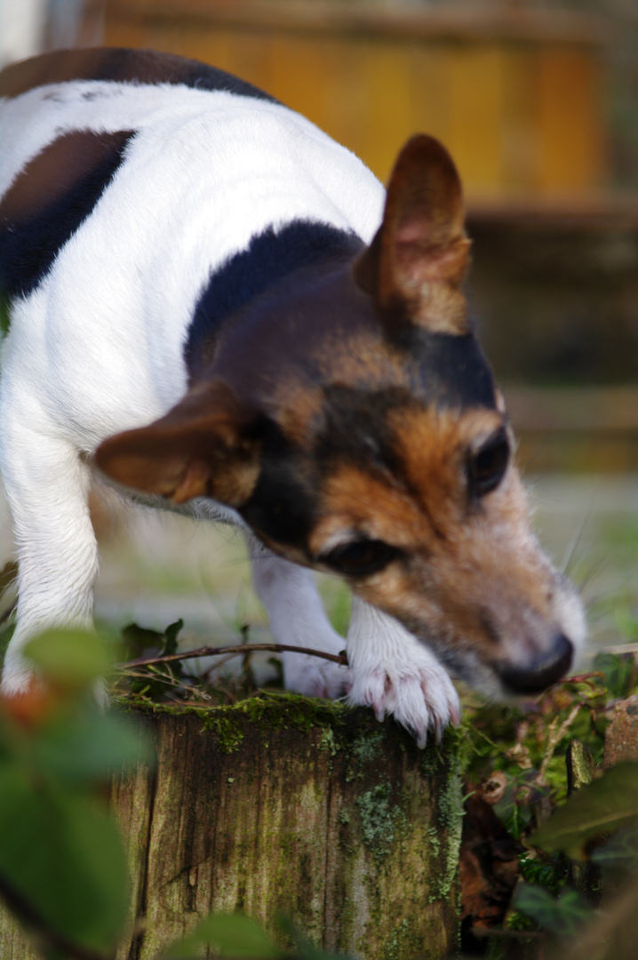 Jagdfieber