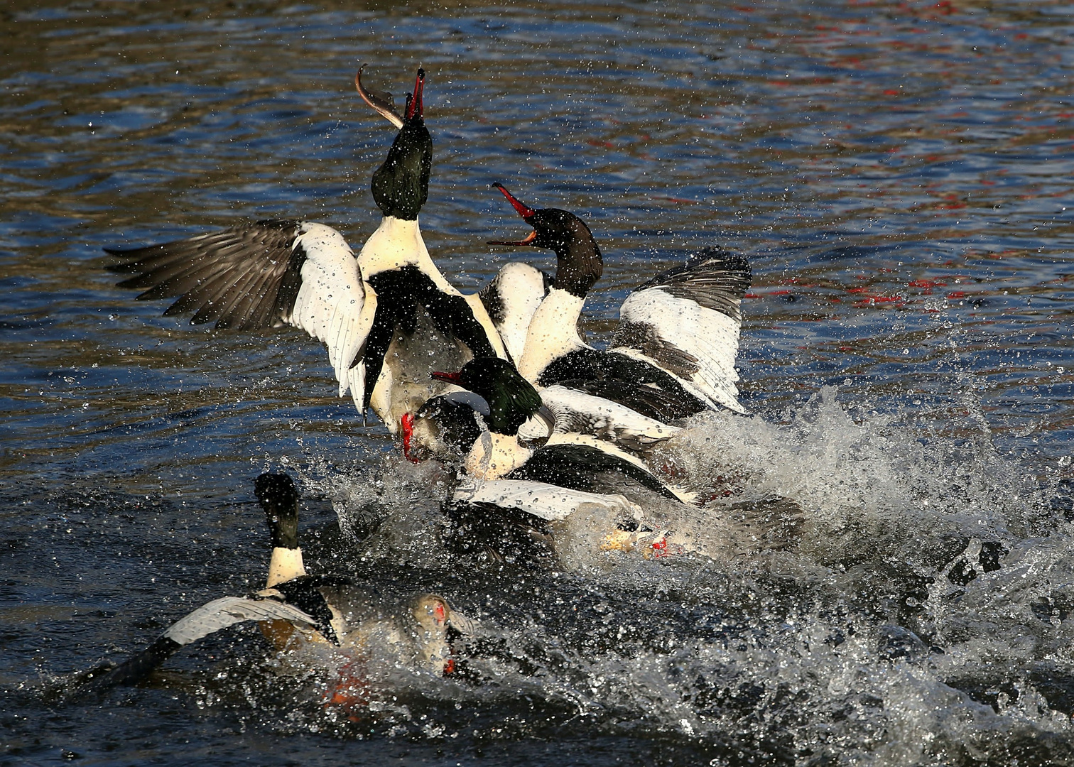 Jagdfieber bei den Gänsesägern