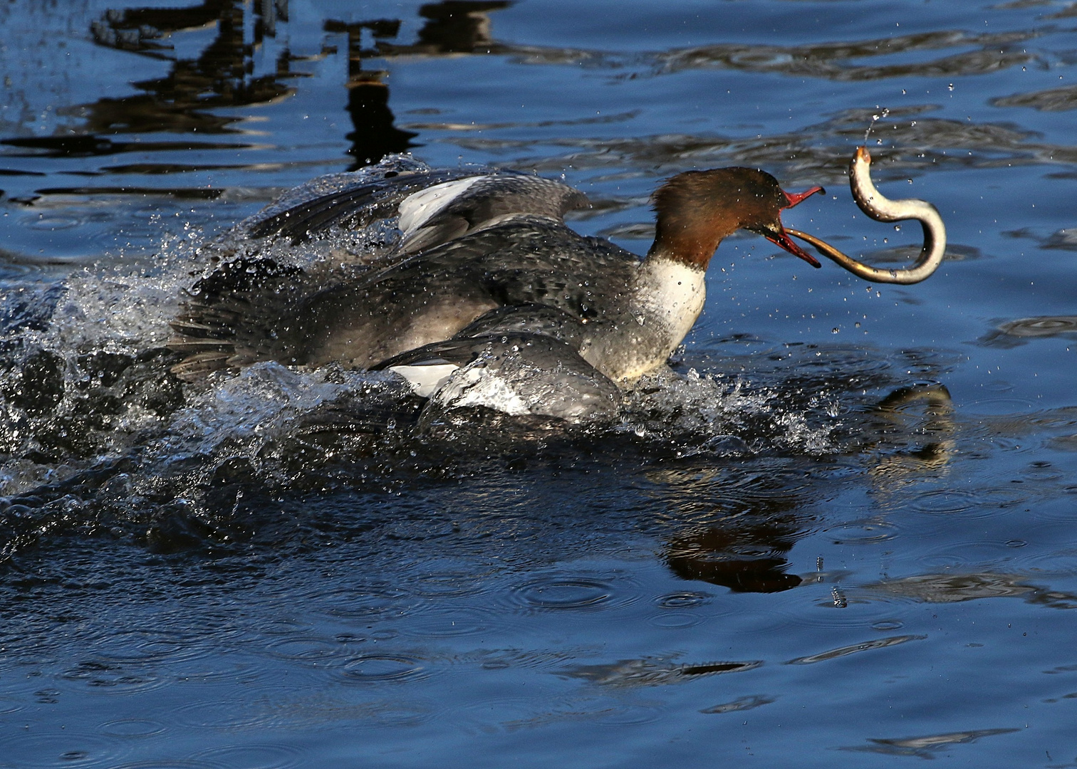 Jagdfieber bei den Gänsesägern