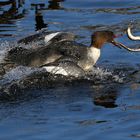 Jagdfieber bei den Gänsesägern