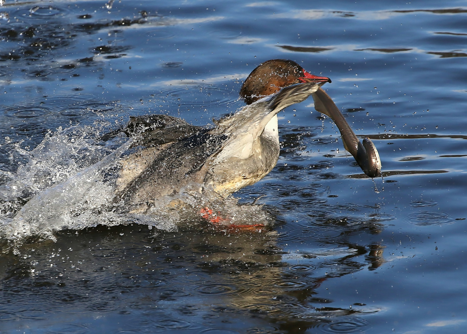  Jagdfieber bei den Gänsesägern