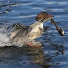  Jagdfieber bei den Gänsesägern