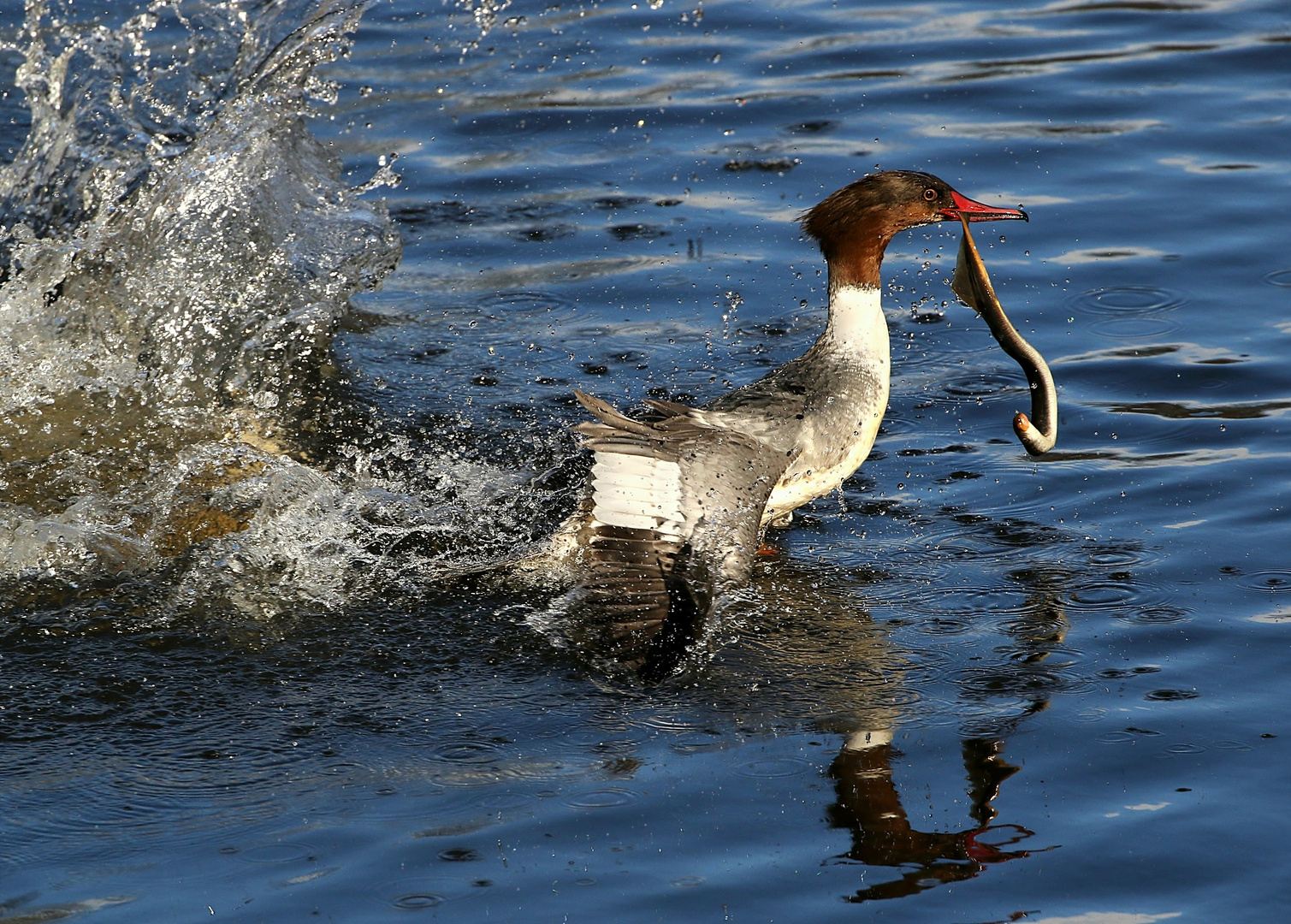 Jagdfieber bei den Gänsesägern 