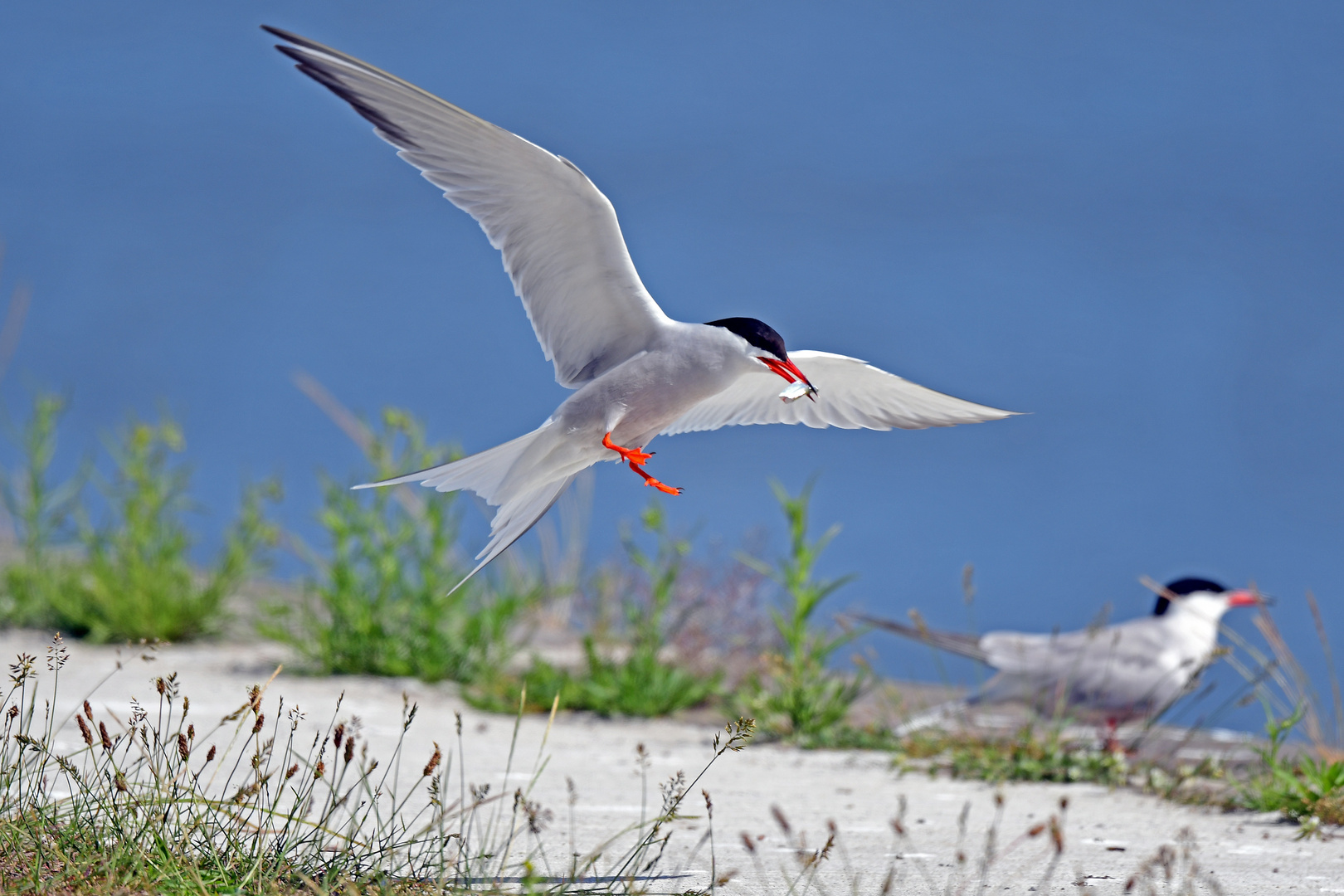 Jagdflieger